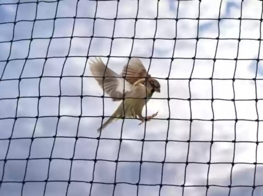 Pigeon Net Maker in Gurgaon